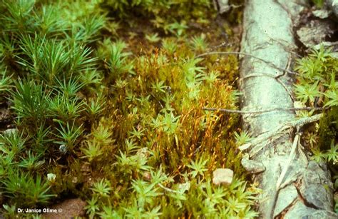 Bryophyte Ecology by Dr. Janice Glime - The Canadian Nature Photographer