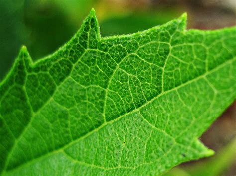 Leaf Veins | Leaf veins a macro study. | Thangaraj Kumaravel | Flickr