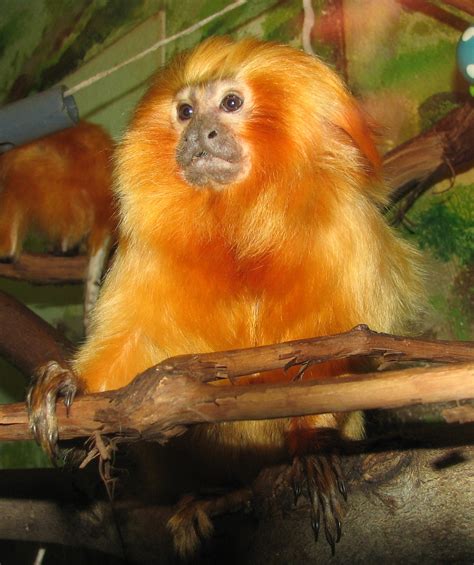 File:Golden Lion Tamarin 001.jpg - Wikipedia