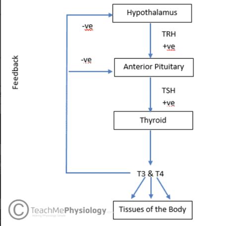 Thyroid Stimulating Hormone - Function - Regulation - TeachMePhysiology