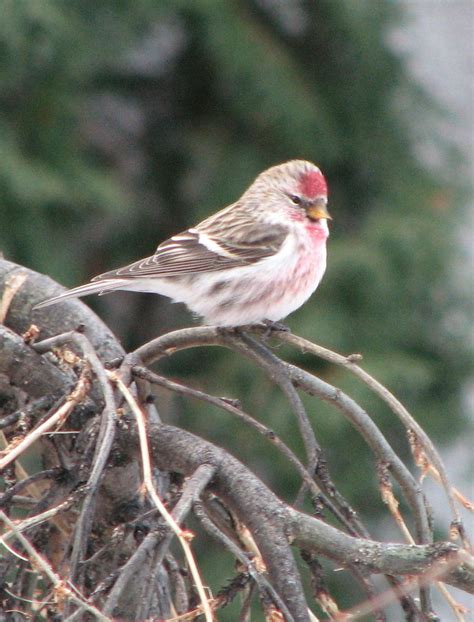 Male Common Redpoll | This was the first time I had ever see… | Flickr