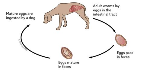 Whipworm Infections in Dogs | VCA Animal Hospital