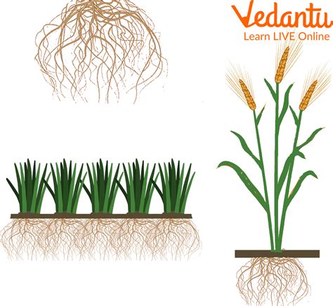 Tap Root and Fibrous Root: Learn Definition, Properties and Facts