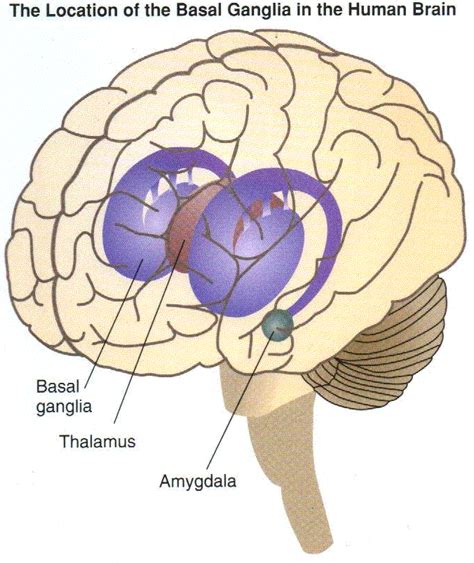 Brain Figures