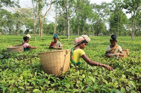 Guwahati: Tea industry’s adherence to govt laws ‘exemplary’, says TAI ...