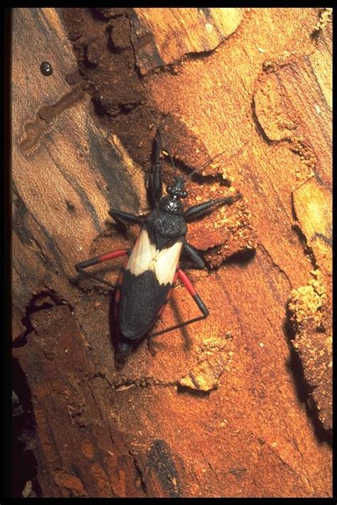 Assassin Bug life cycle | Animal World