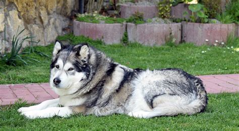 Alaskan Husky - Traits, Temperament, and Training - Chia Sẻ Kiến Thức Điện Máy Việt Nam