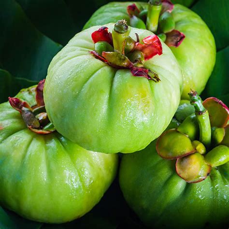 Garcinia Cambogia: Usefulness and Safety | NCCIH