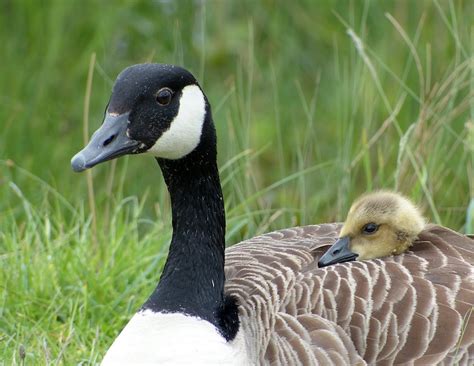 UM Today | Community urged to avoid geese nesting areas and rooftops