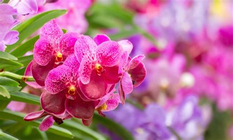 Orchid Fertilizer: Everything You Need to Know - Brilliant Orchids