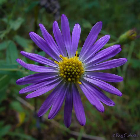 Flickr: The Georgia Wildflowers Pool