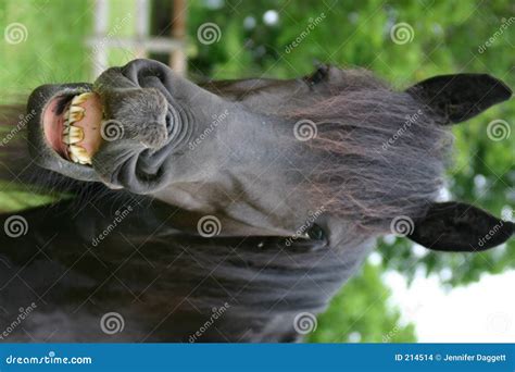 Smiling Horse stock photo. Image of smiling, snout, teeth - 214514