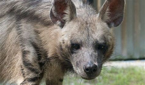 Striped Hyena - Facts, Diet & Habitat Information