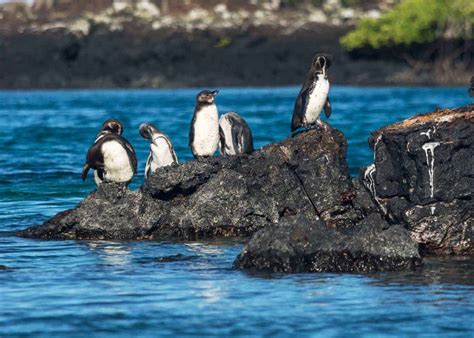 43 Galapagos Penguin Facts: Tropical Guide (Spheniscus mendiculus) | Storyteller Travel