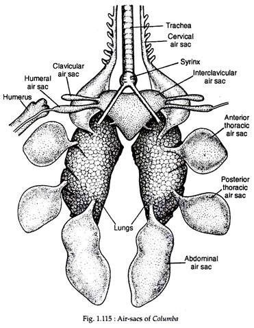 Respiratory System of Pigeon (With Diagram) | Zoology