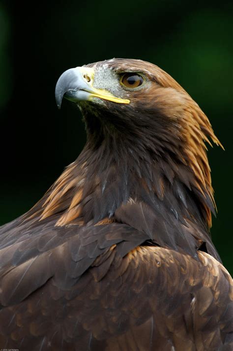 Golden Eagle Portrait by Carlroberts99 on DeviantArt