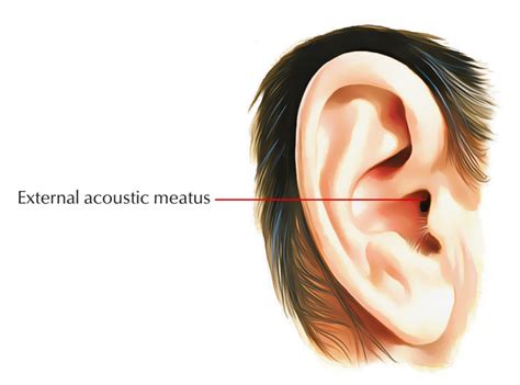 External Auditory Meatus/Acoustic Meatus – Earth's Lab