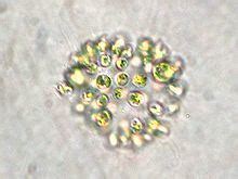 Microcystis aeruginosa ~ Everything You Need to Know with Photos | Videos