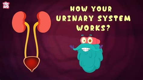 How Your Urinary System Works? - The Dr. Binocs Show | Best Learning ...