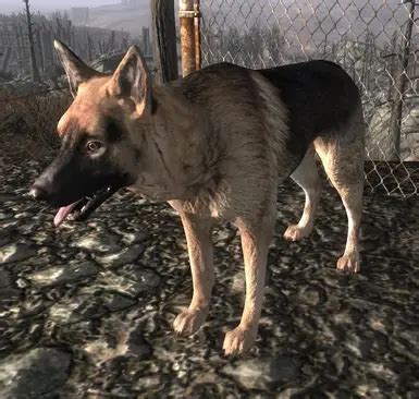 Where is dogmeat in fallout 3 - toowaves