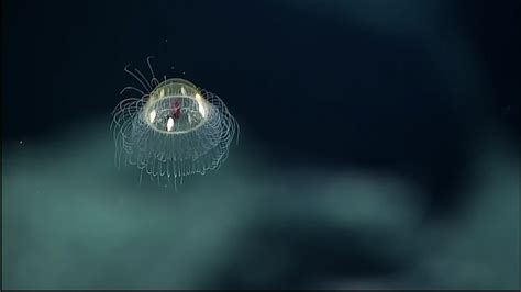 NOAA offers glimpse of rare jellyfish in deep sea video - ABC7 San Francisco