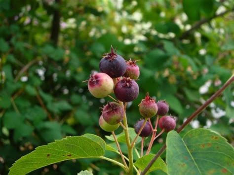 Edible Wild Berries | HubPages