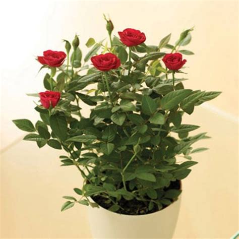 Potted Red Rose Bush , With free delivery and a gift message enclosed ...