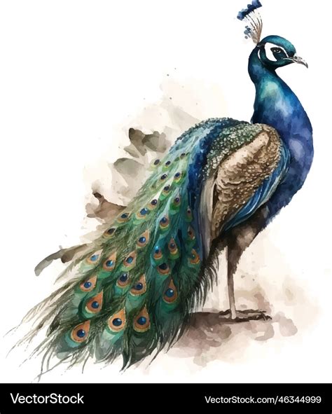 Peacock watercolor beautiful bird design Vector Image