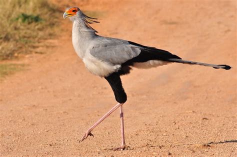 Secretary Bird Facts: The Crowned Feathered Creature of Africa