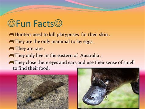 PPT - Platypus PowerPoint Presentation, free download - ID:1259685