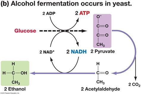 Bio-Respiration: การหายใจแบบไม่ใช้ Oxygen