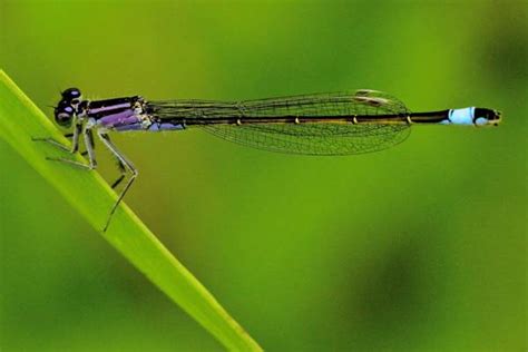 Ischnura elegans, Blue-tailed Damselfly, identification guide