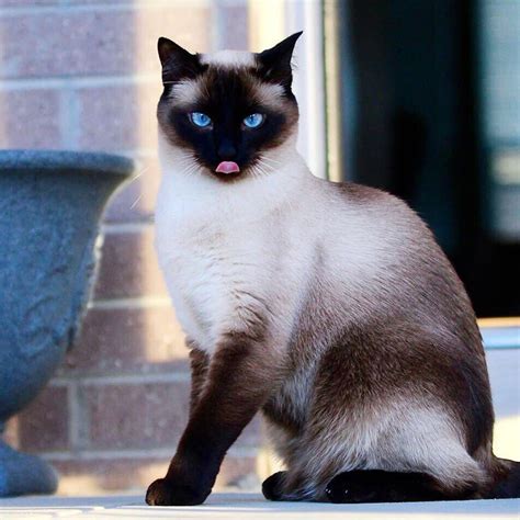 Siamese Cats: 5 Facts About Them That You Need To Know Before Adopt