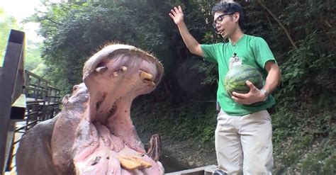 Zookeeper Stands Next To A Huge Hippo. Watch When He Gives Her The Watermelon... | LittleThings.com