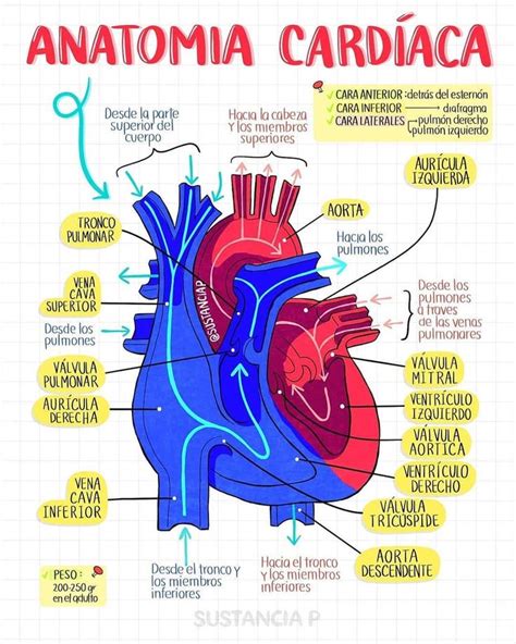 Pin en Aparato Cardiovascular | Anatomia cardiaca, Anatomía, Anatomia y fisiologia