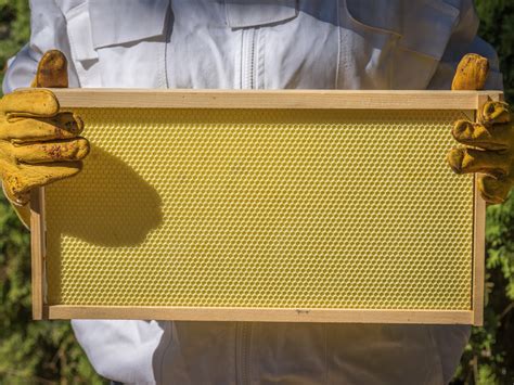 The Great Divide: Foundation vs. Foundationless Beekeeping — Bee & Bloom