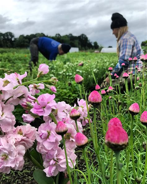 Our Flowers — Vibrant Valley Farm