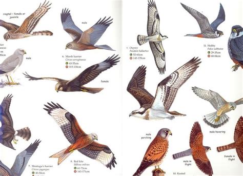 Bird Of Prey Identification Chart Guide Animals Birds Charts | Birds of ...