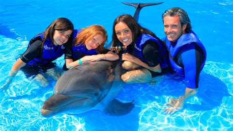 Dolphin Experience - My Experience Tours