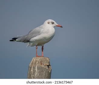 4,602 Brown headed gull Images, Stock Photos & Vectors | Shutterstock