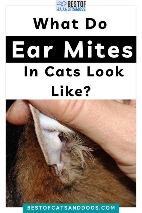 How do cats get ear mites treatment and symptoms – Artofit