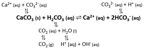 Chemistry lesson: calcium carbonate solubility | Lucky Sci