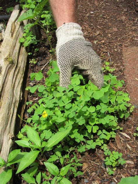 Man Pulling Weeds in a Garden Stock Photo - Image of closeup, clover: 194250590