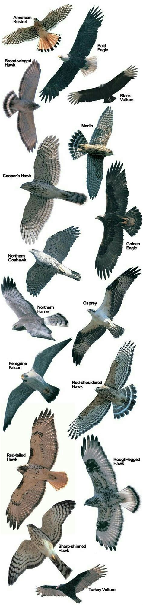 Pin by Jerry Magle on Zoology | Hawk species, Birds of prey, Beautiful birds