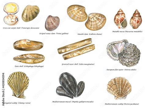 scientific illustration of species of edible shells of Mediterranean Sea: cross-cut carpet shell ...