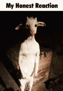 Goat GIFs | Tenor