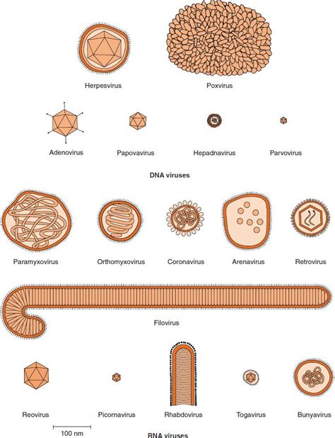 Structure | Basicmedical Key