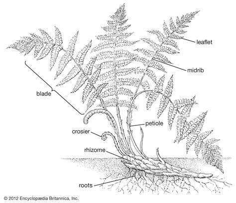 Petiole | plant anatomy | Britannica