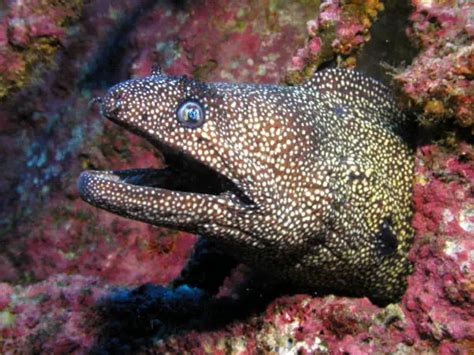 Moray Eel Facts | Follow Me For the Amazing Facts about Moray eels