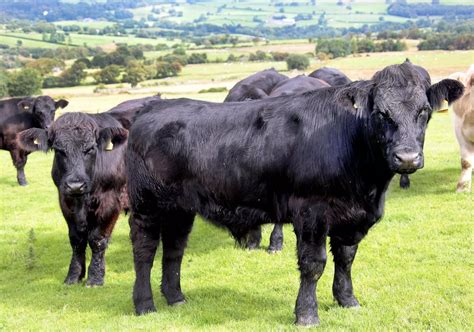 LOOK: Welsh Black cattle at Hafod Ifan - North Wales Live